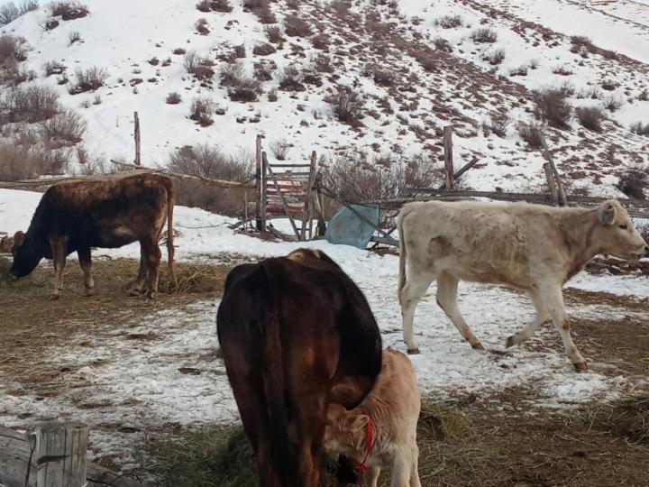 Kausar Guest House Karabulak Εξωτερικό φωτογραφία